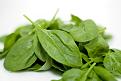Click image for larger version

Name:	Spinach.jpg
Views:	323
Size:	84.8 KB
ID:	440362